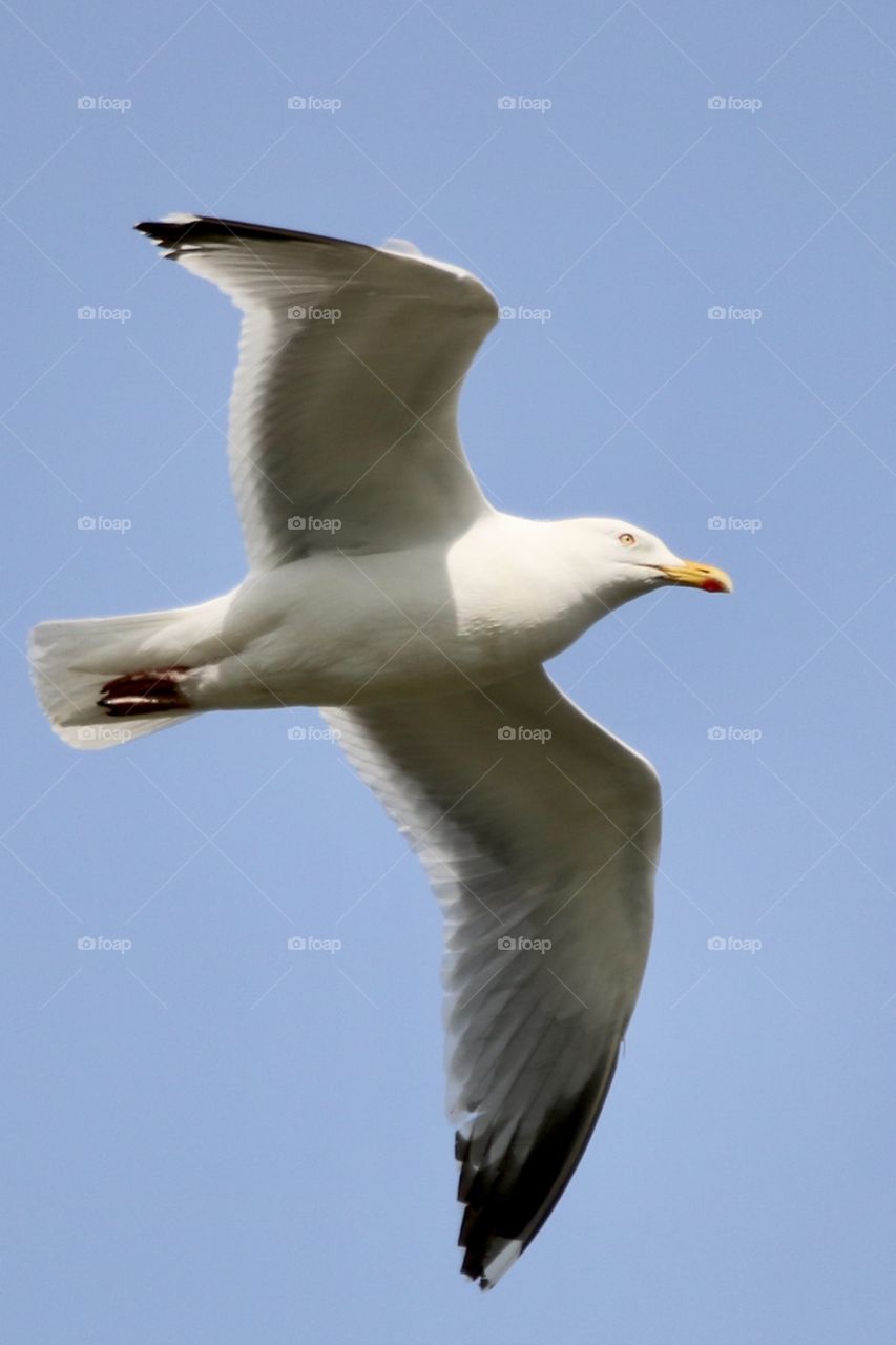 Seagull 