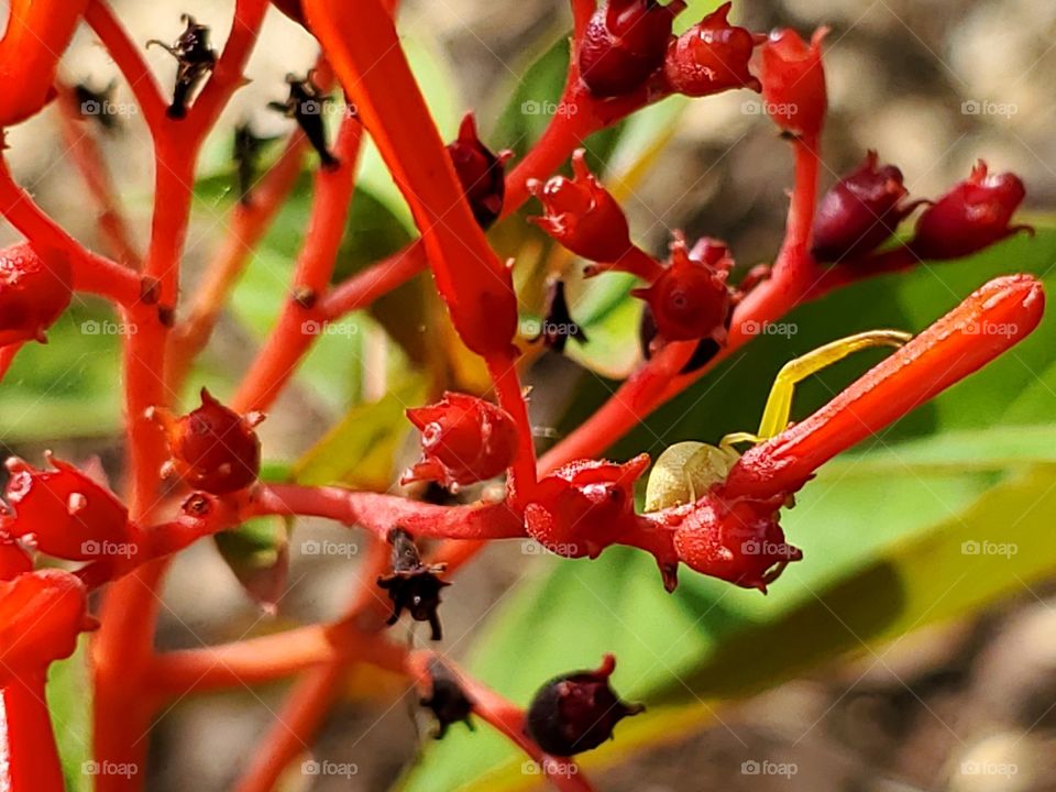 Close up of tiny lime green spider on bright red fire bush flowers