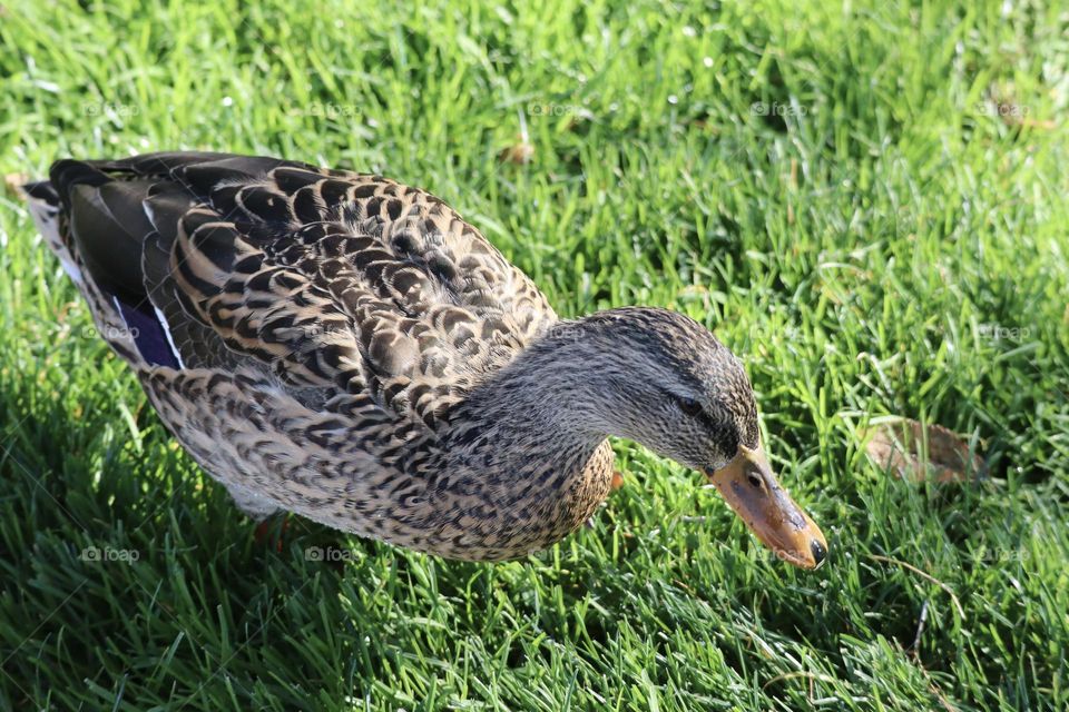 Do you have any food for me human?