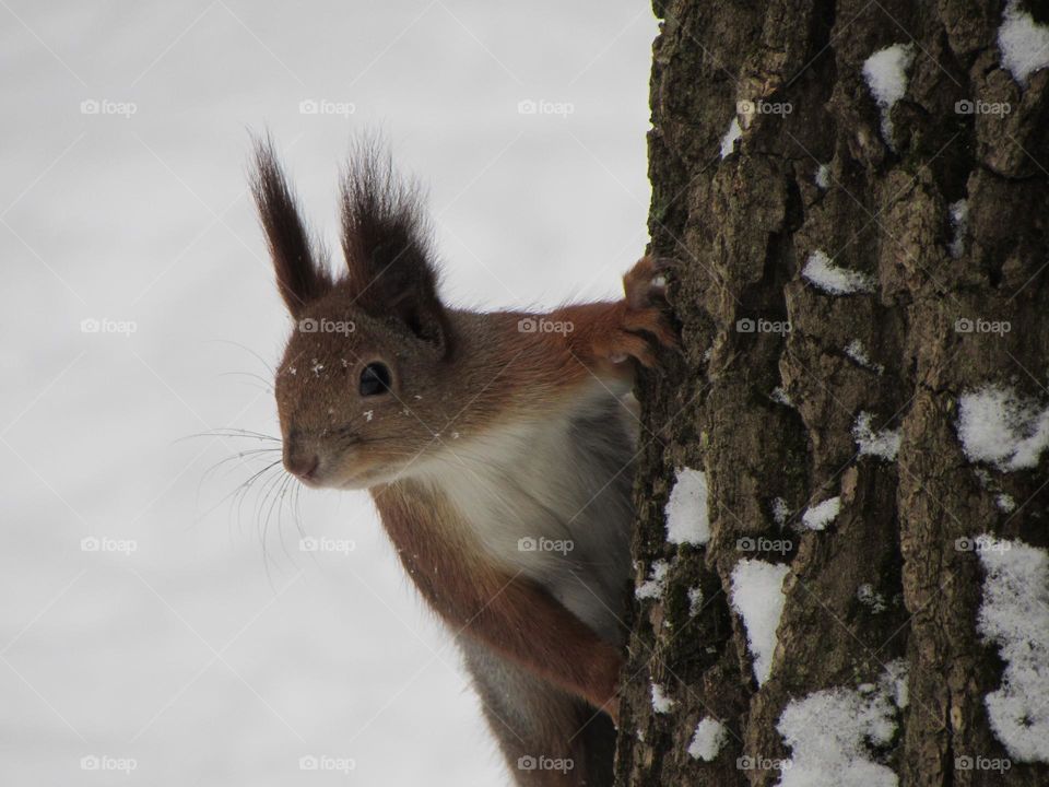 Squirrel in a snow-covered park