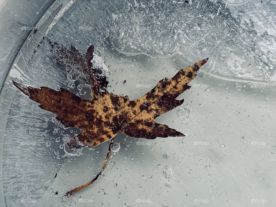 The leaves are falling. Everywhere. This one has been trapped in a water dish, and has frozen in time. 