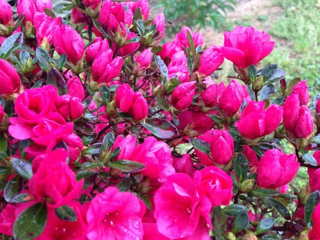 Azalea buds
