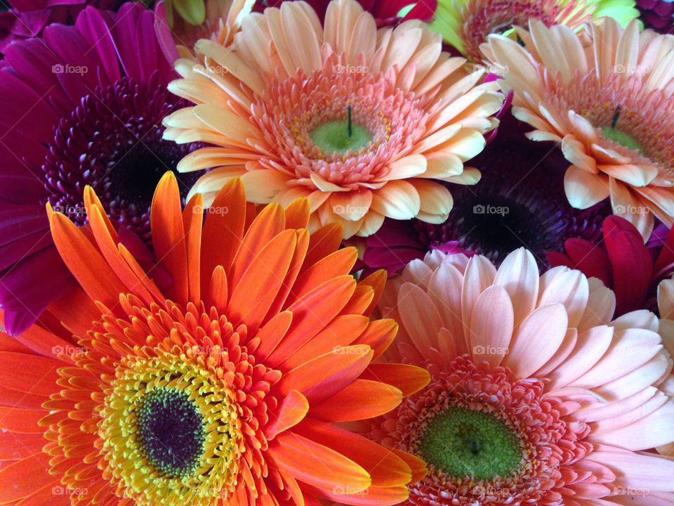 Gerbera flowers