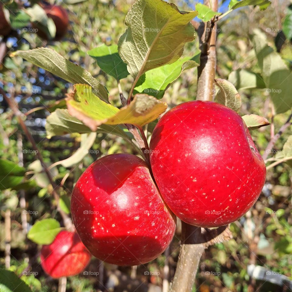 3 red apples in a row growing on an apple tree in early sunny Autumn U.K fruit leaves plants