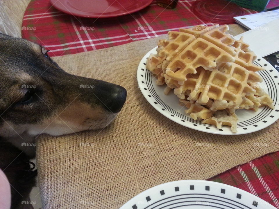 Dog thoughts. Our dog dreams of waffles for breakfast