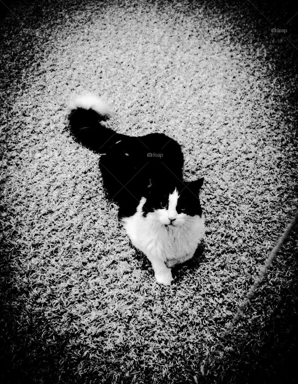 Black and white long haired  cat 
