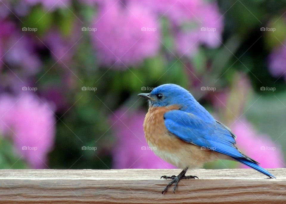 Side view of bird