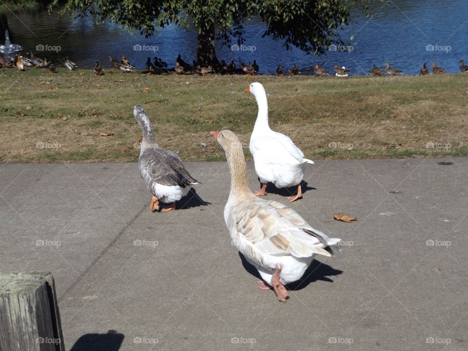 Geese
