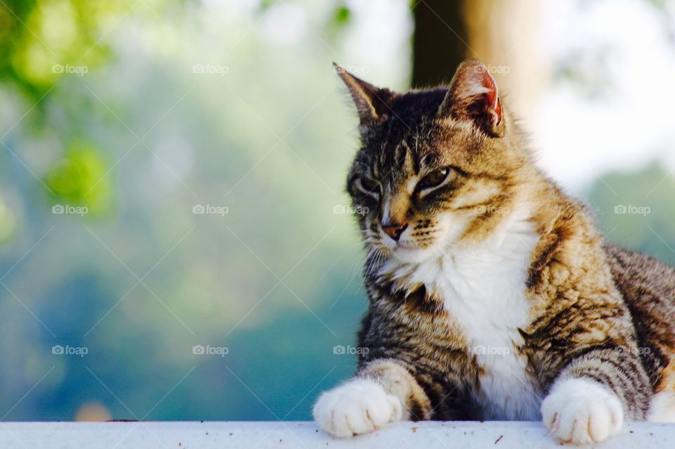 Summer Pets - a grey tabby relaxing on a summer day in a shady spot 