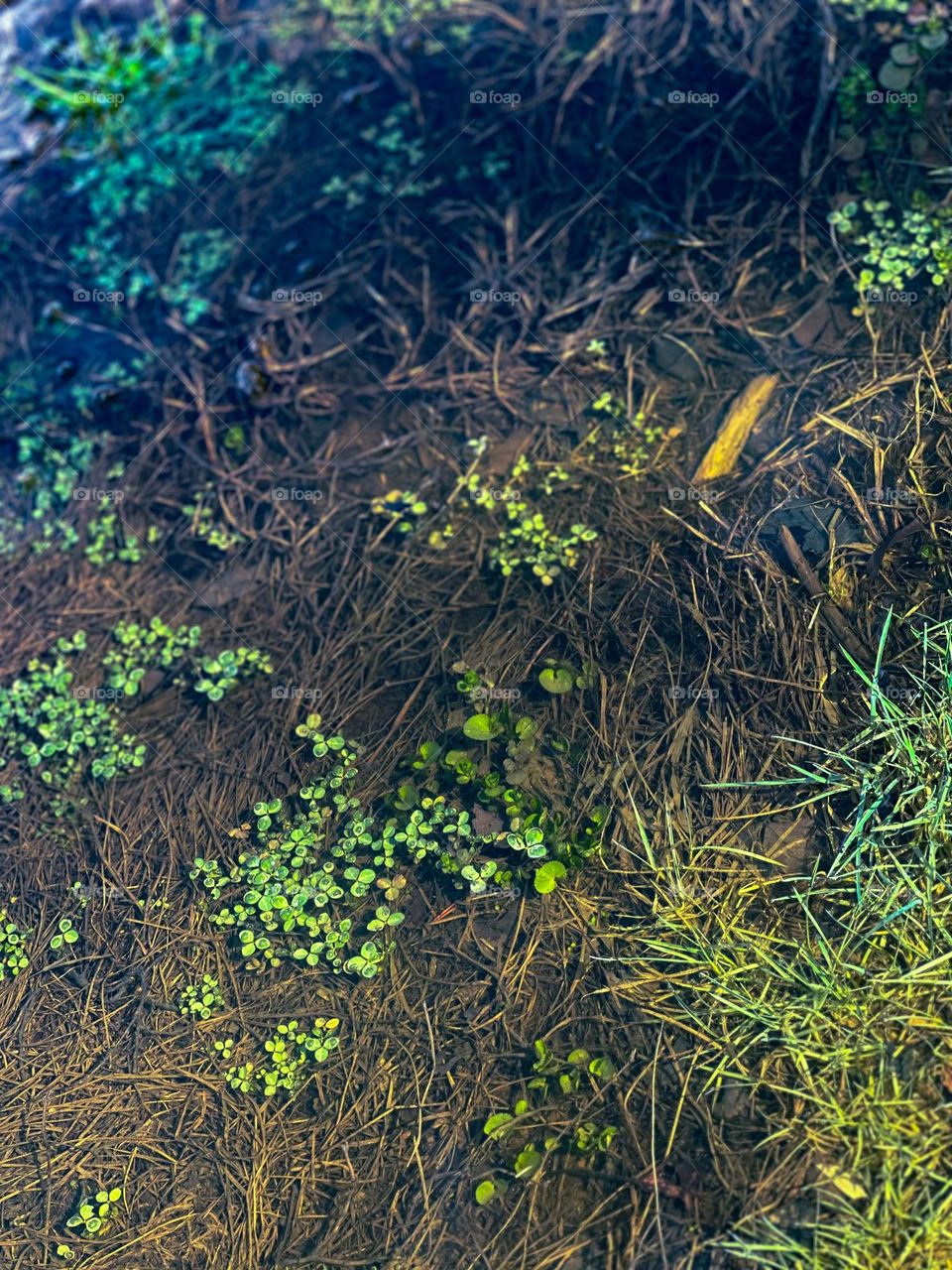 Water clovers, with beautiful colors fun summer days