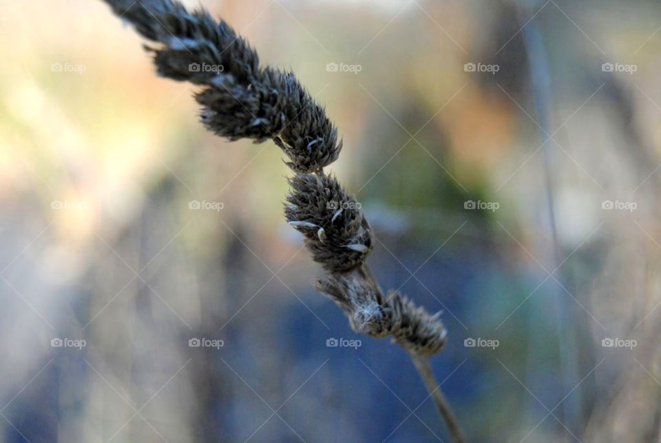 nature makro straw close-up by merethe