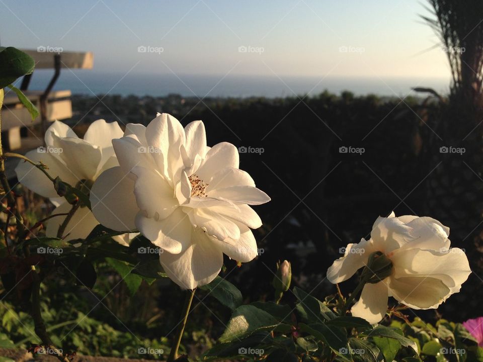 ocean sky nature flower by itsAus