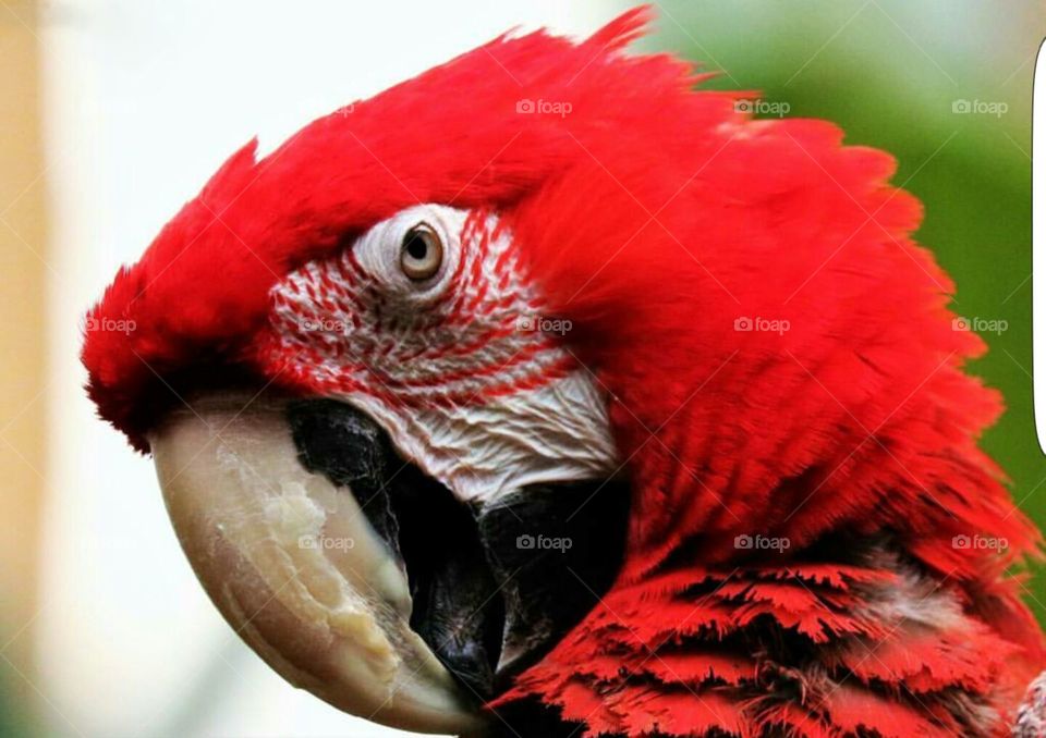 Macaw Close-up