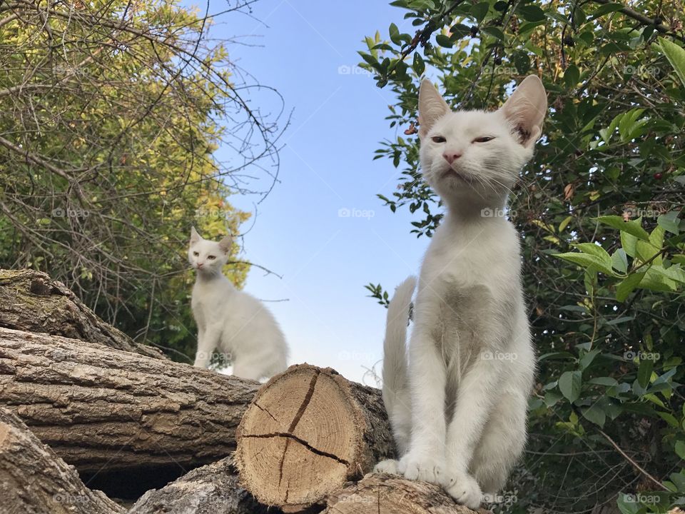 Two white half-siamese cats, sitting on logs of tree trunks with blue sky behind them and green trees.