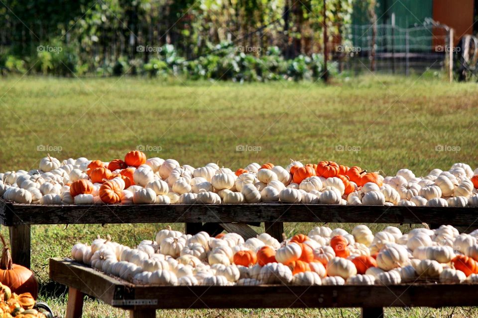 Pumpkins For Sale