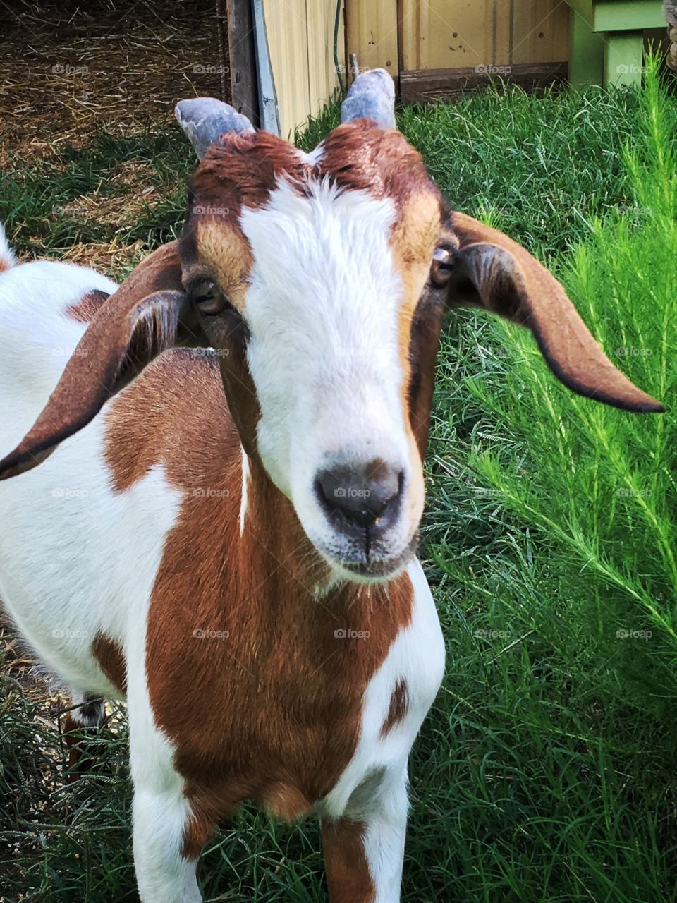 Sweet Goat