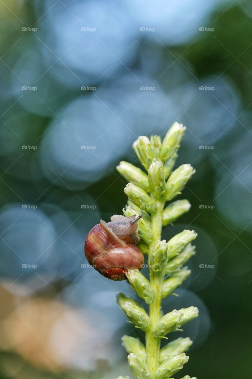 Snail on plant