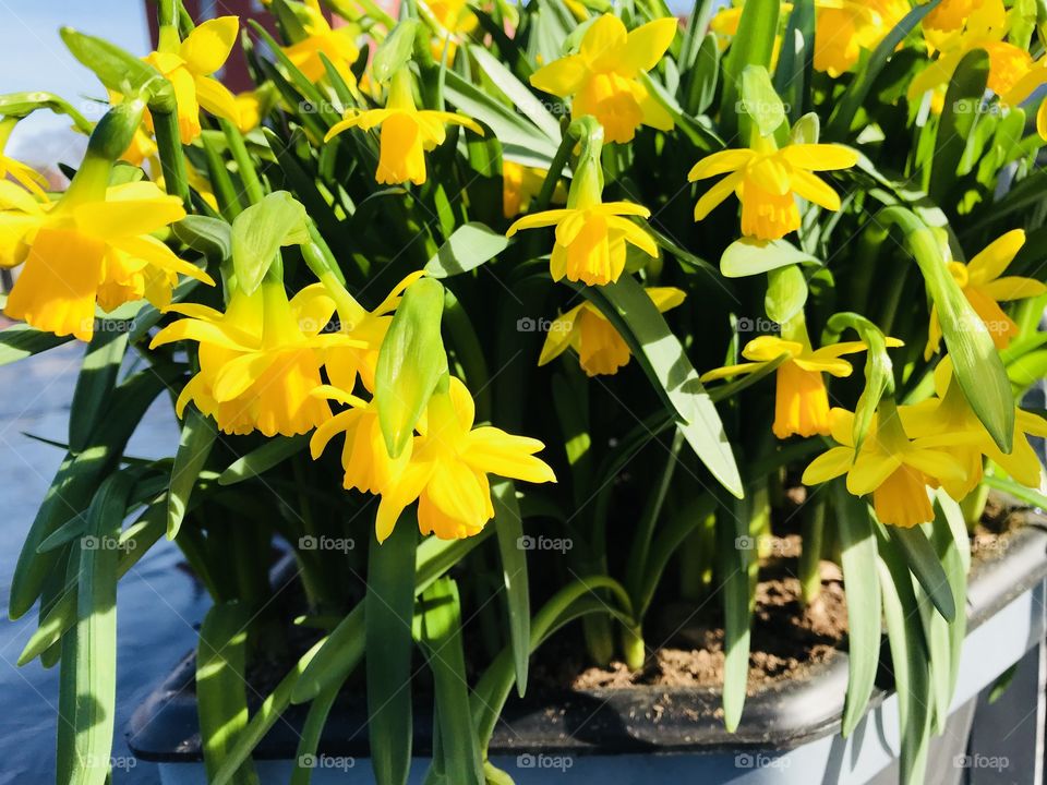 Yellow Narcissus blooming 
