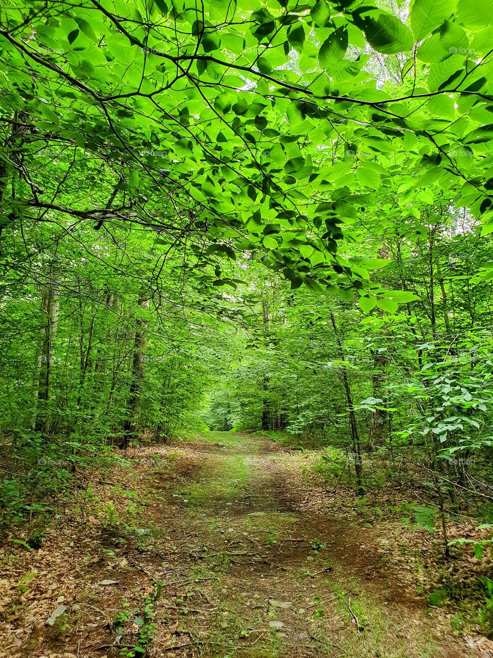 summer forest