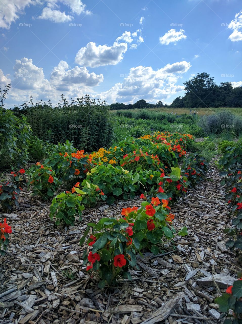 Pick Your Own Flower Share