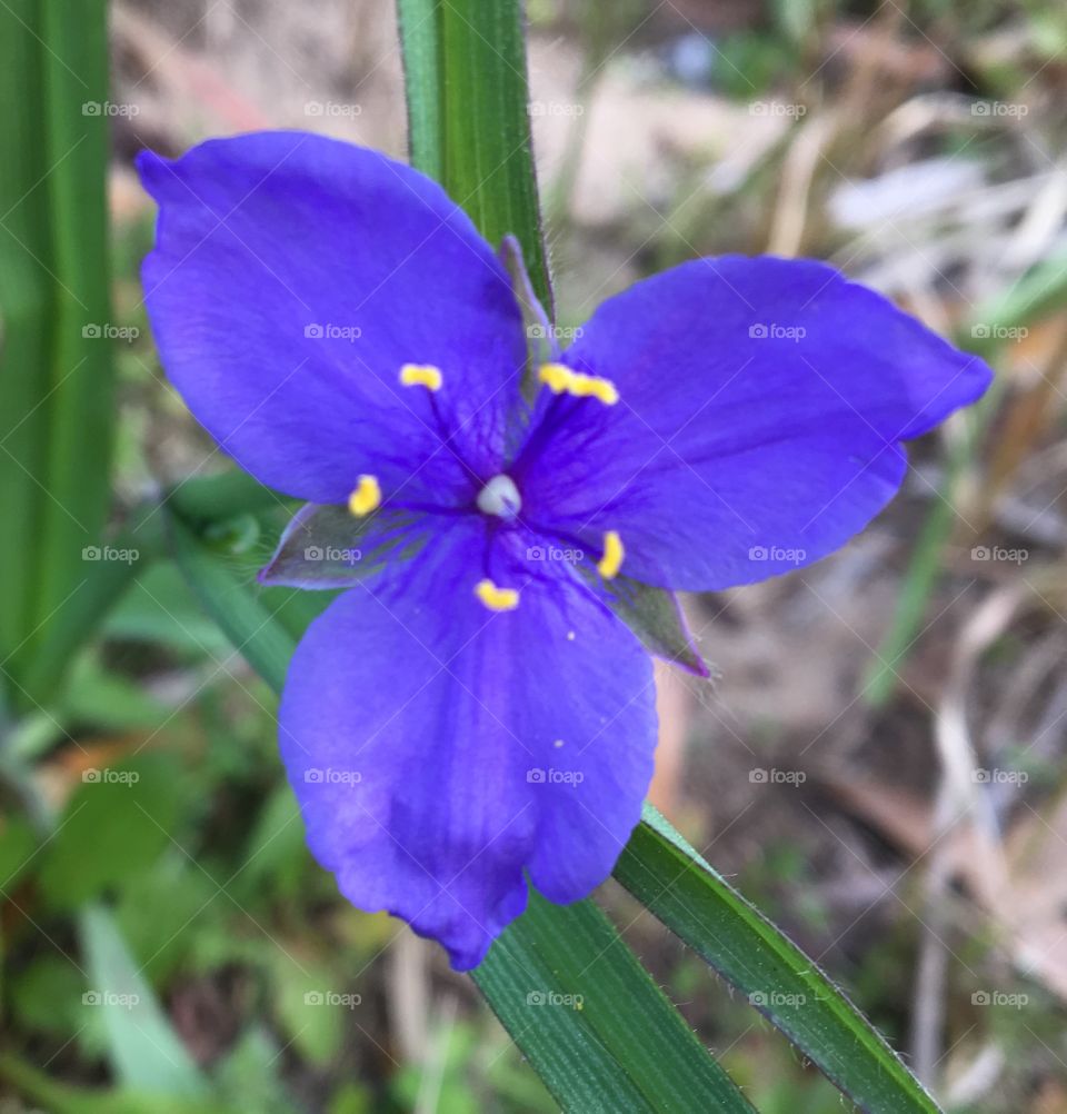 Beautiful flowers 