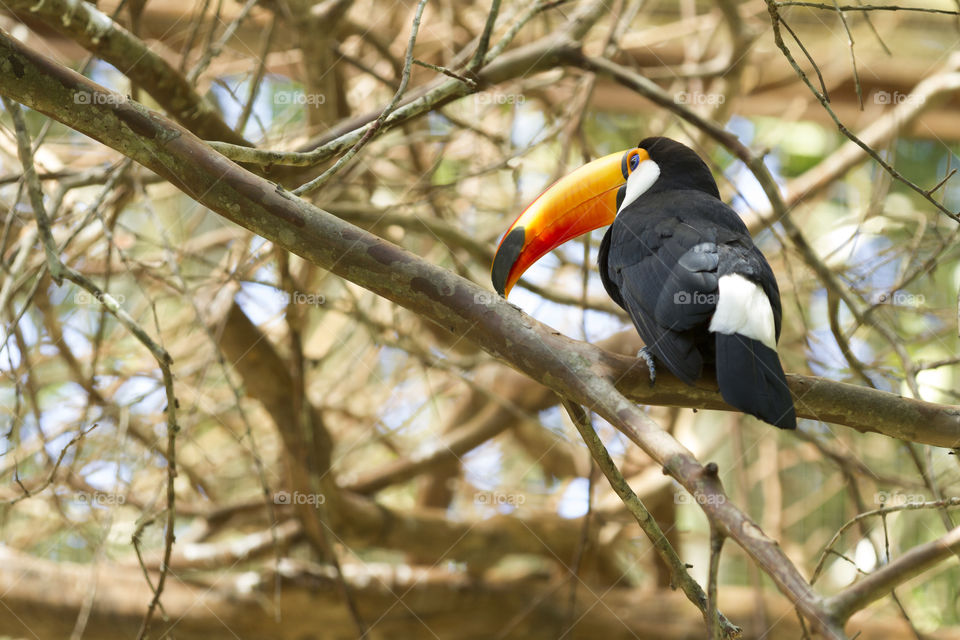 Toco Toucan.