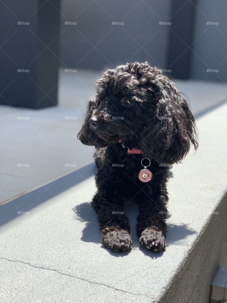 Gorgeous girl Lilly! ❤️