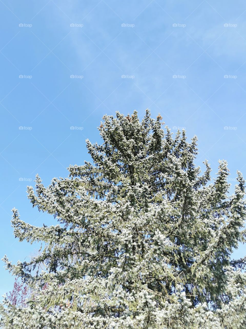 Cedar tree in the sun