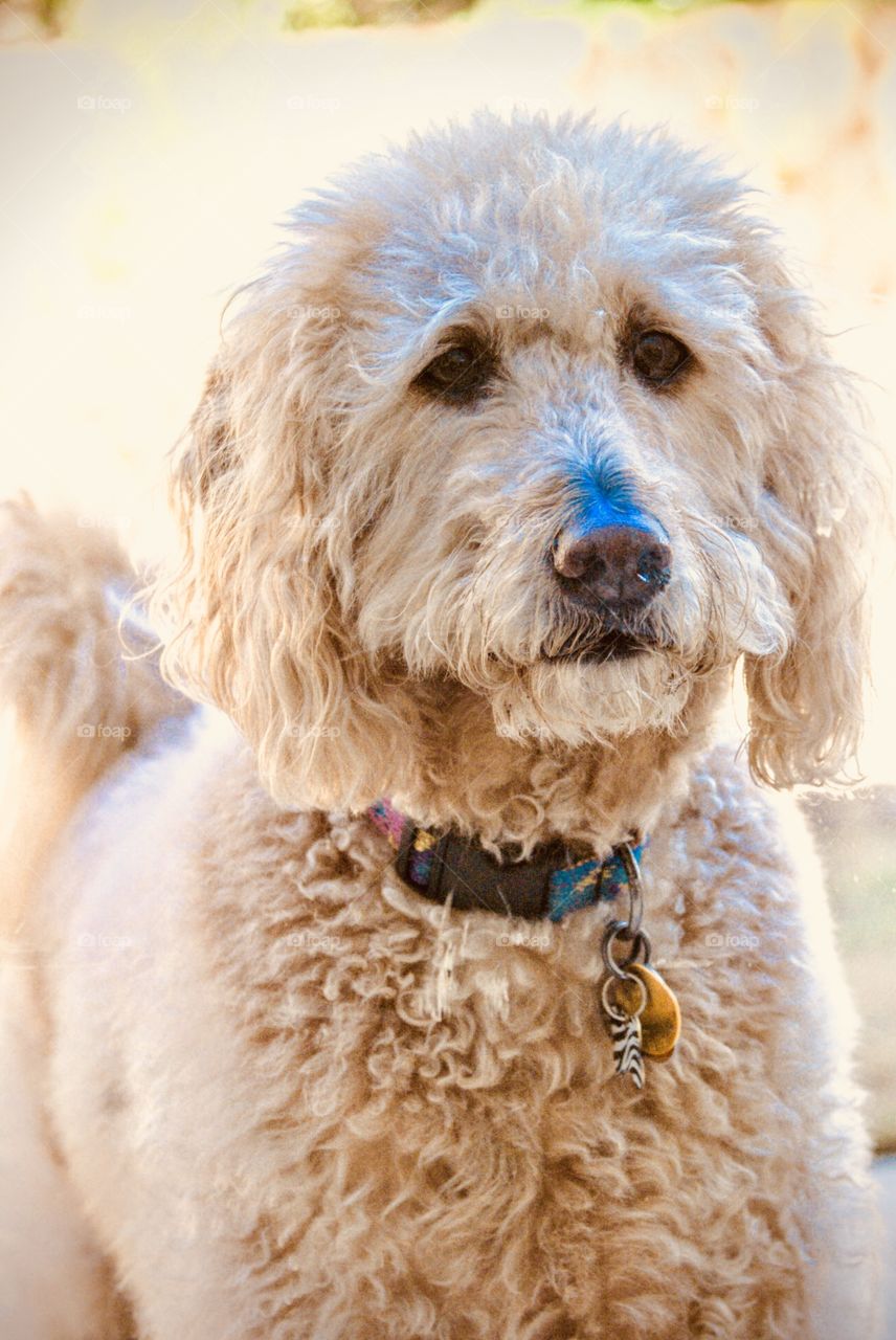 Pets are wonderful friends. All one has to do is love them and they will always love you back.