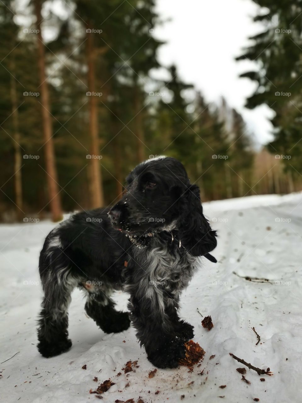 Dog, winter trail