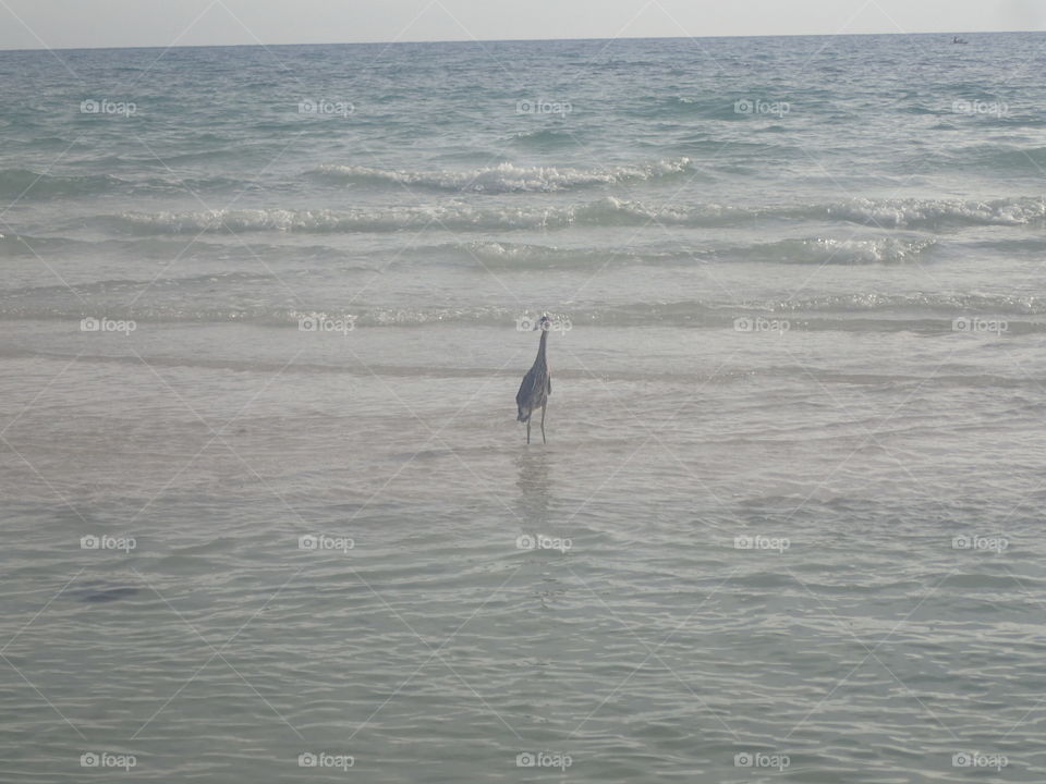 egret. relaxing waters