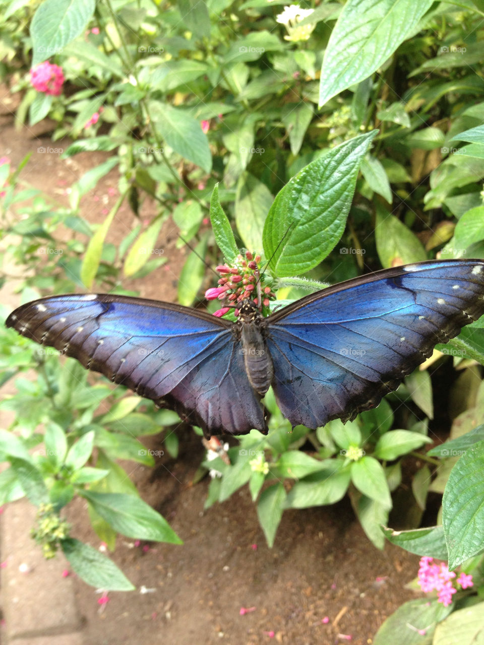 flowers nature blue black by jmh