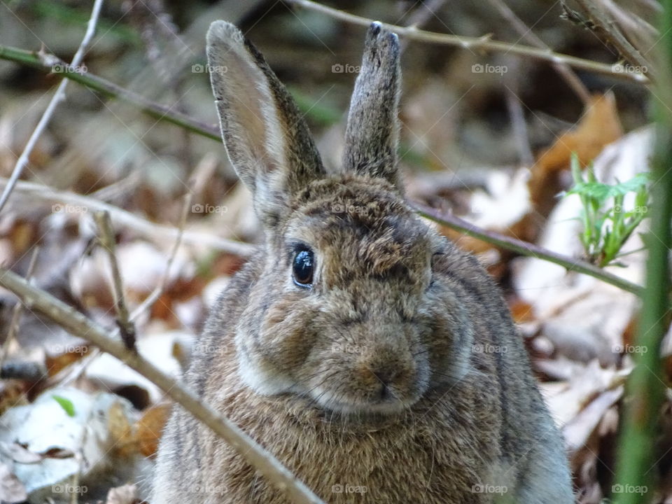 Rabbit in the wild