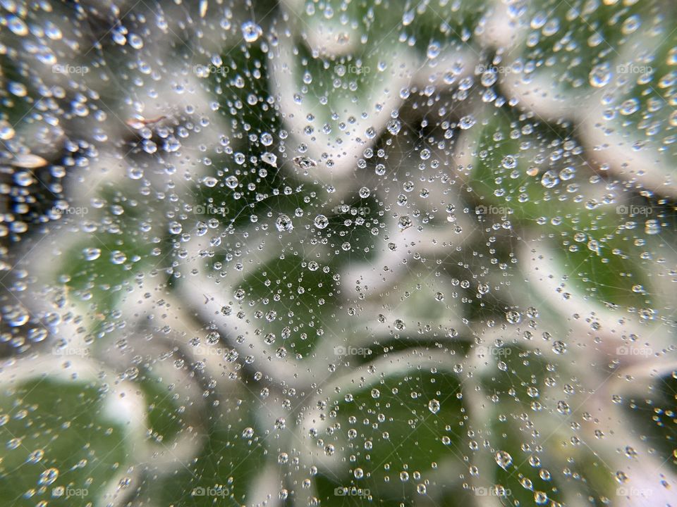 Spider web after rain 