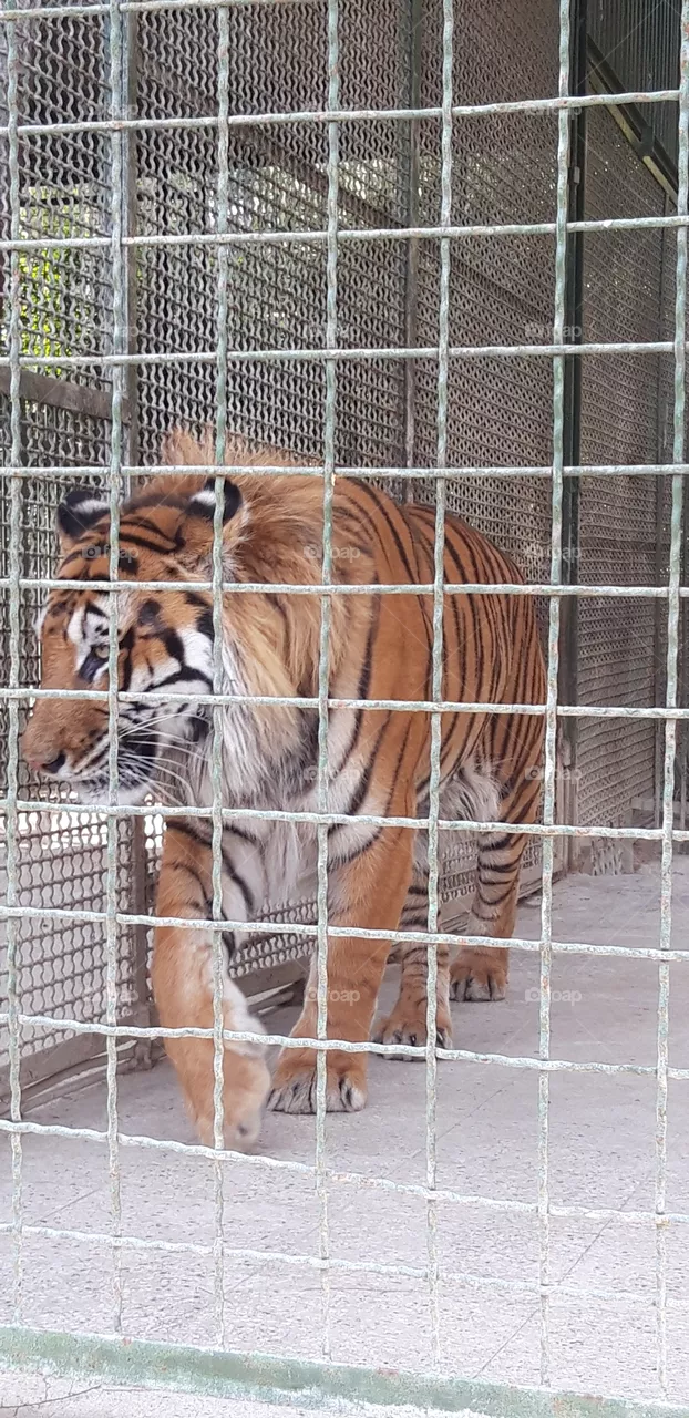 zoo