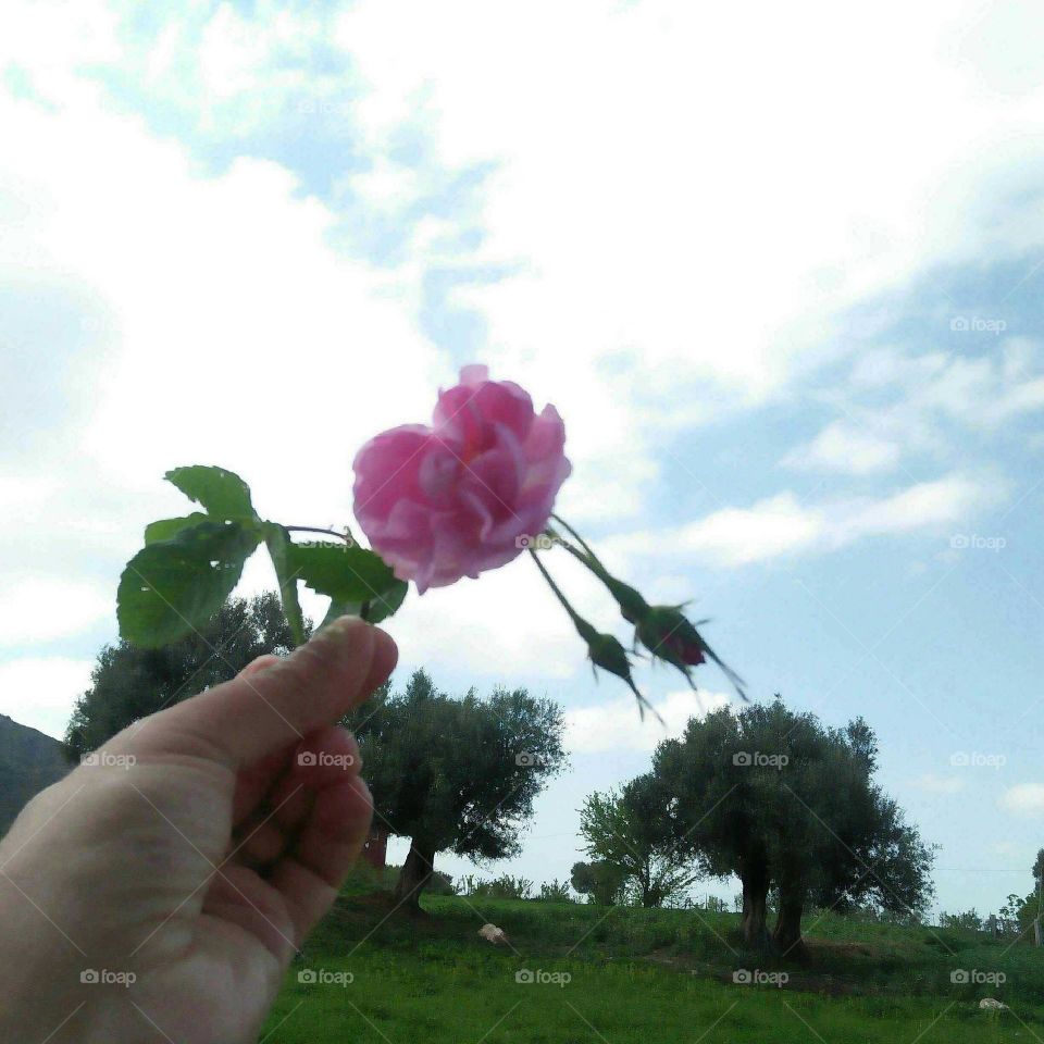 i m holding beautiful flower.