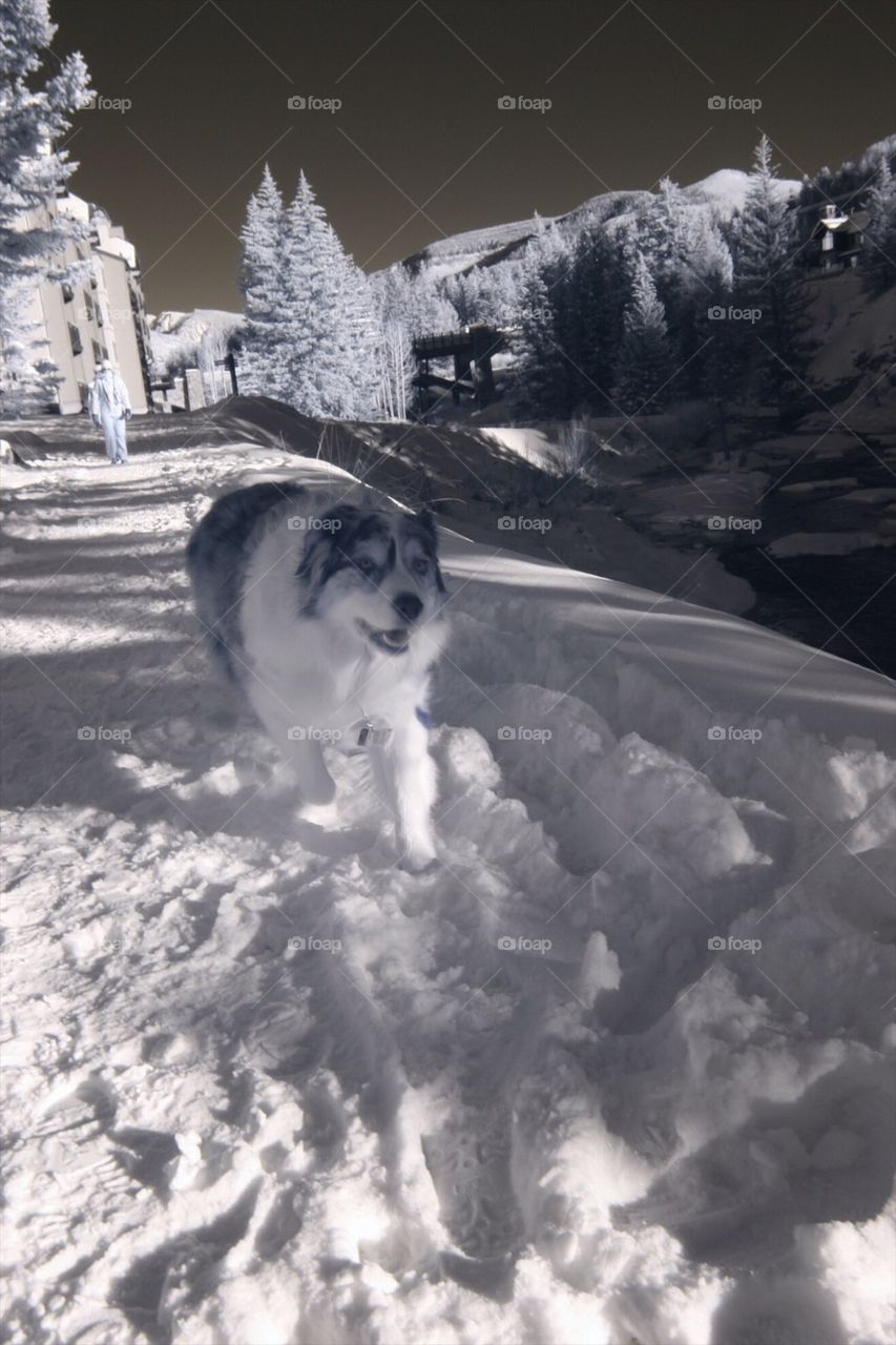 Dog in a winter mountain location