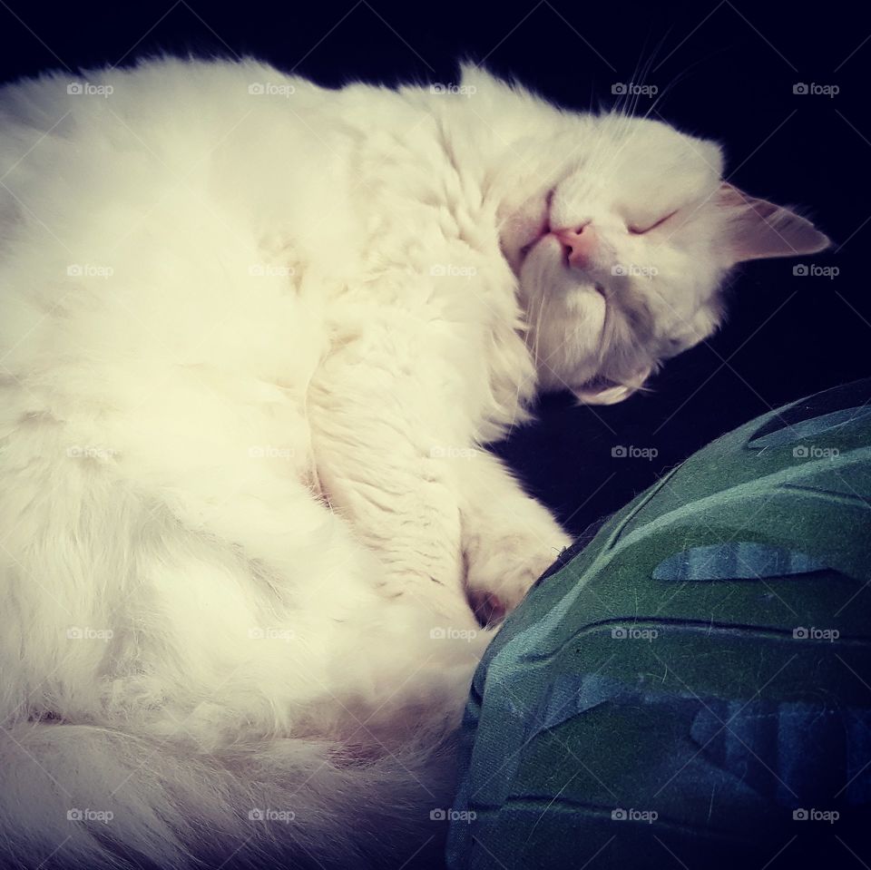 cute white cat sleeping