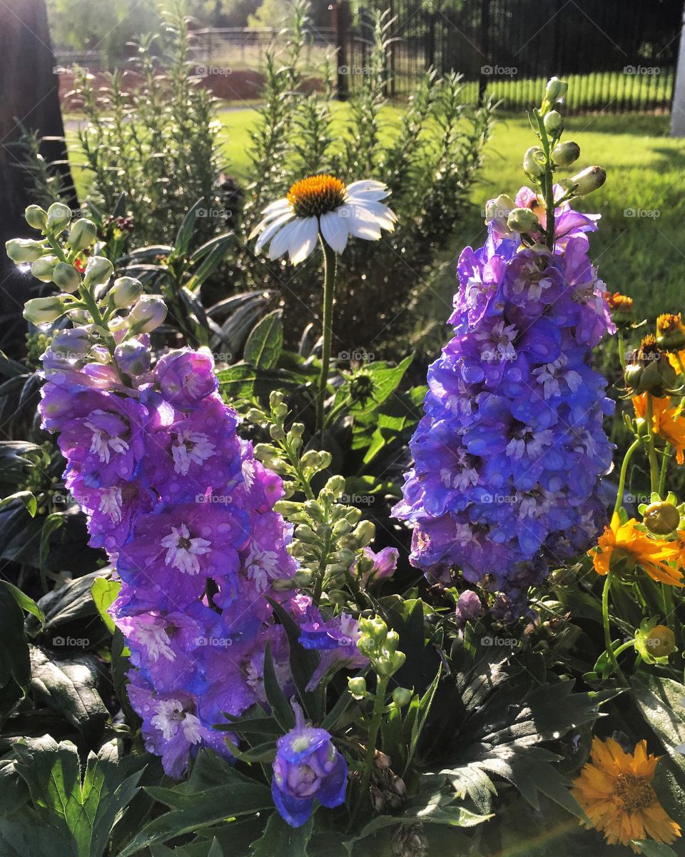 Garden flowers in purple, white and yellow 