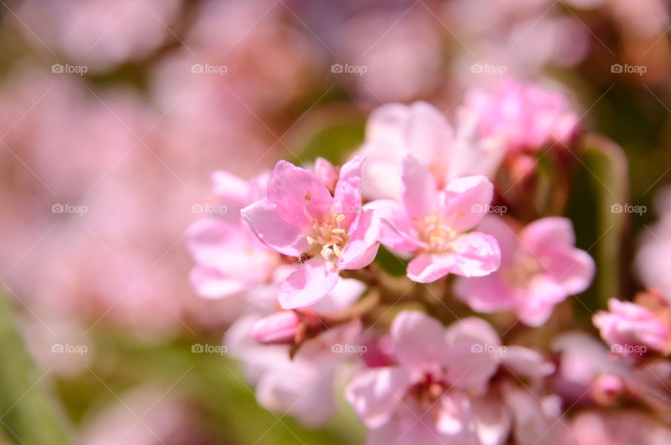 Pink macro flower 