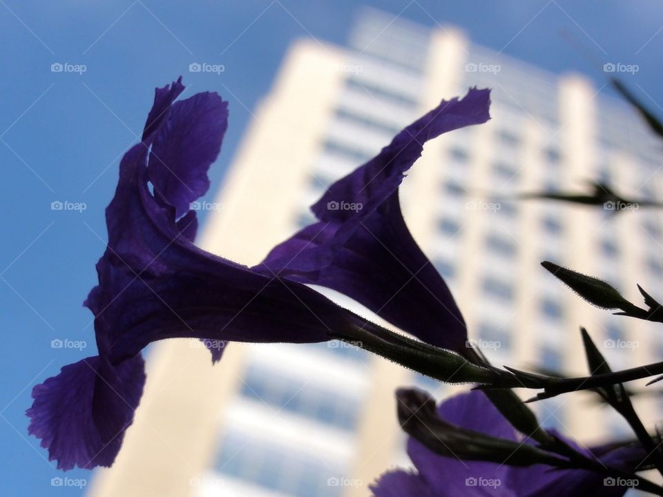 Petunias, perspective, shadow, summer, city, skyscraper