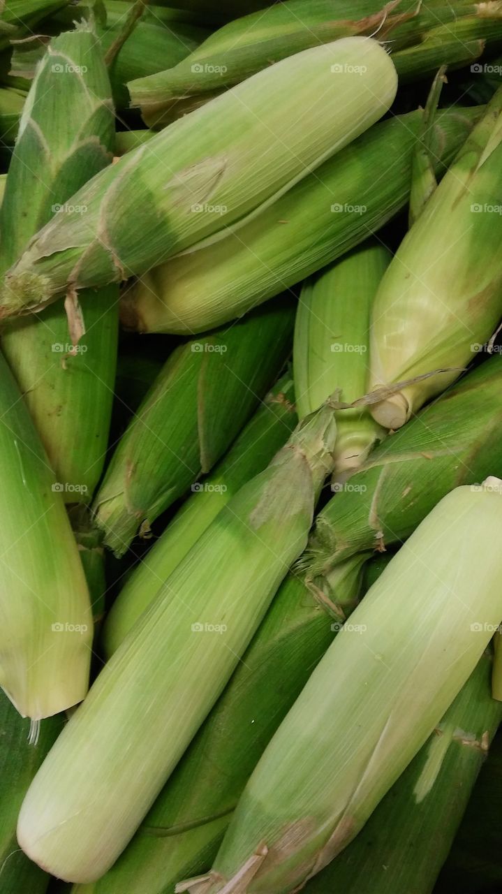 ears of corn