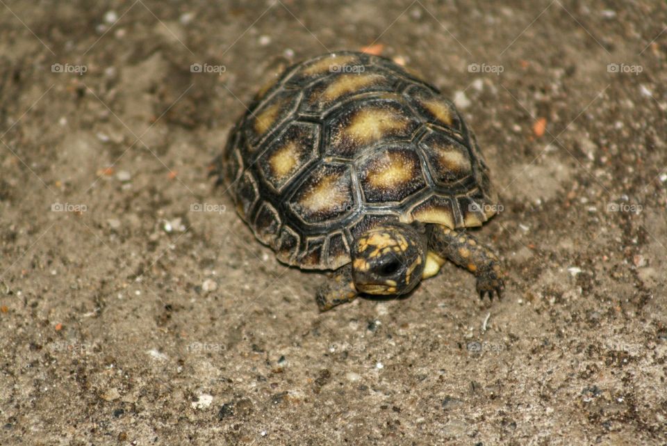tortoise in back yard