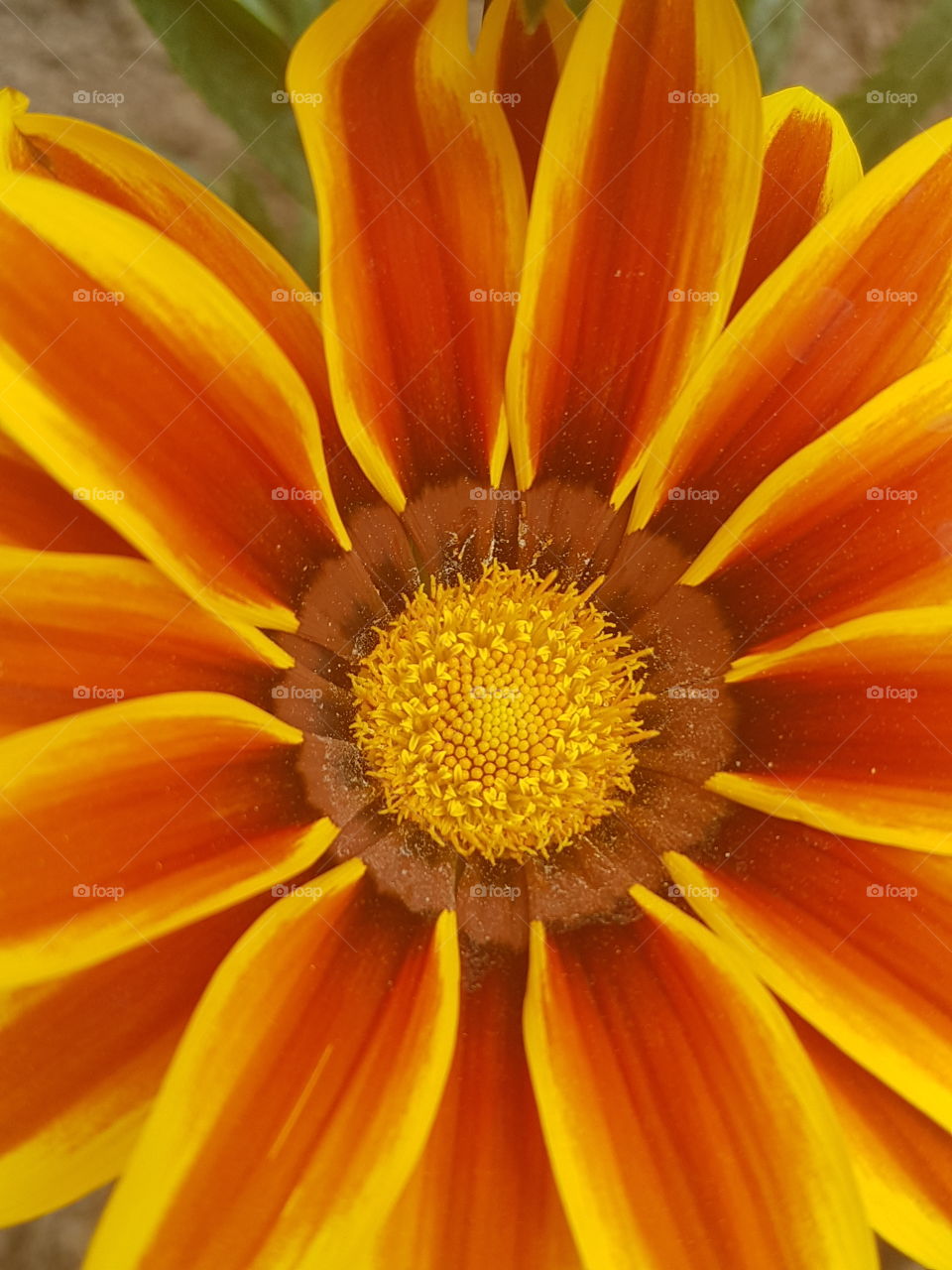 macro flower