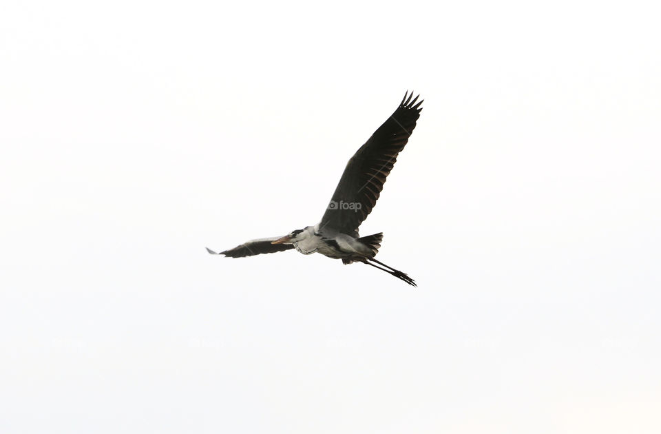 Heron Flying in The Sky