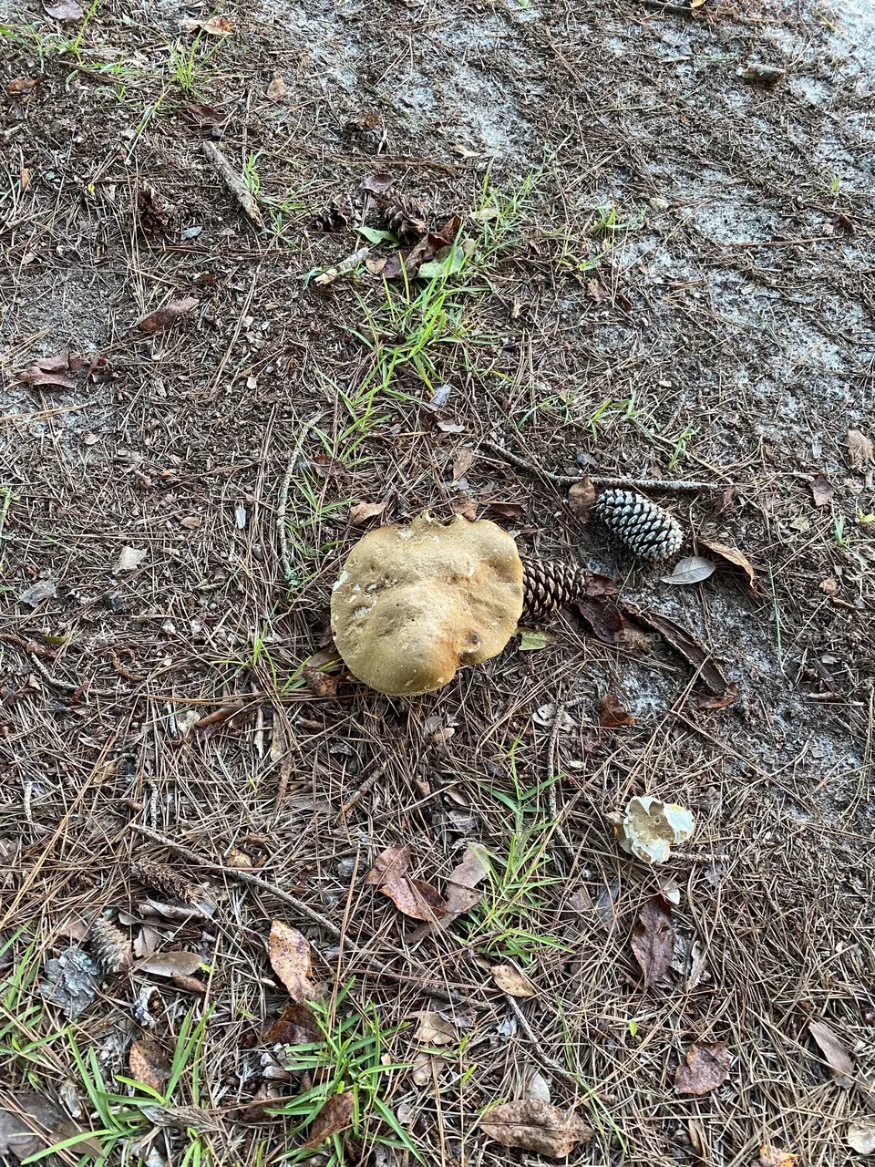 Big mushroom 