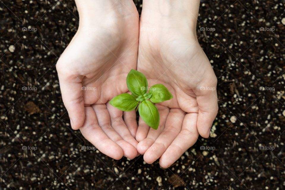 Hands holding a growing plant herb above soil like farming 