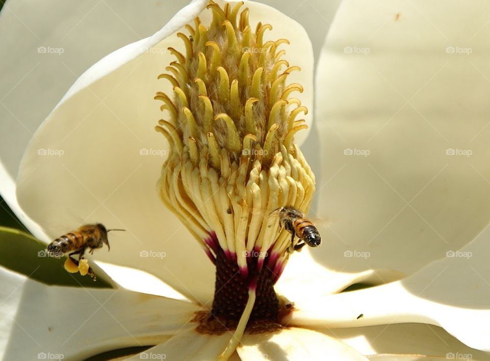 Bees on magnolia 