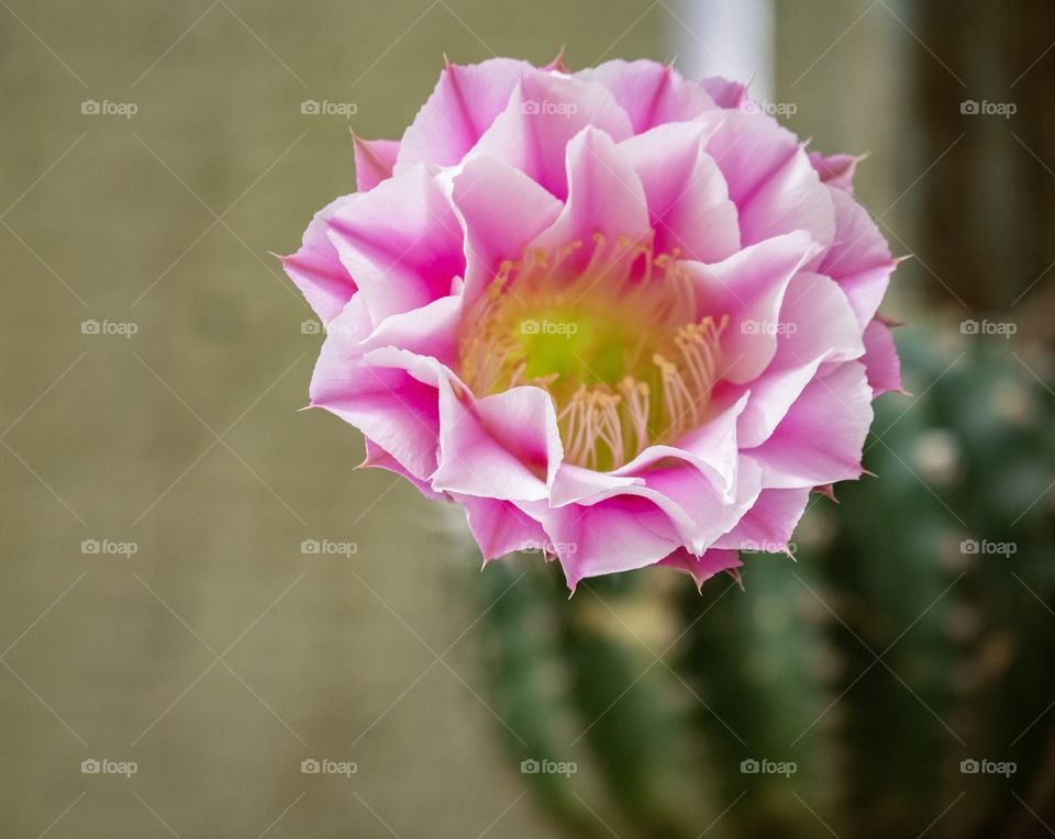 Beautiful cactus flower