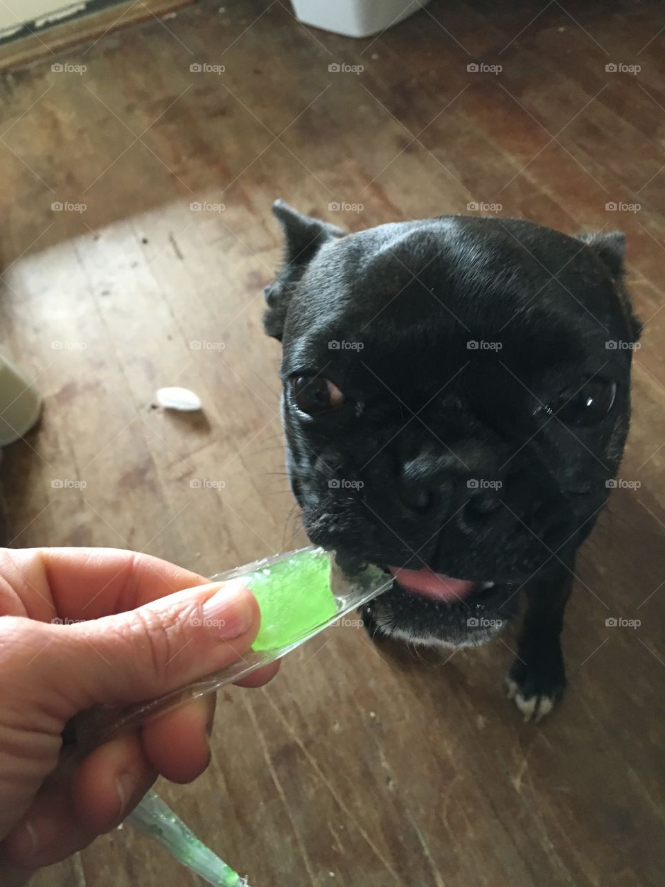 Norman loves Popsicles for his treat. Doesn't matter the color or flavor he just loves them all 😊